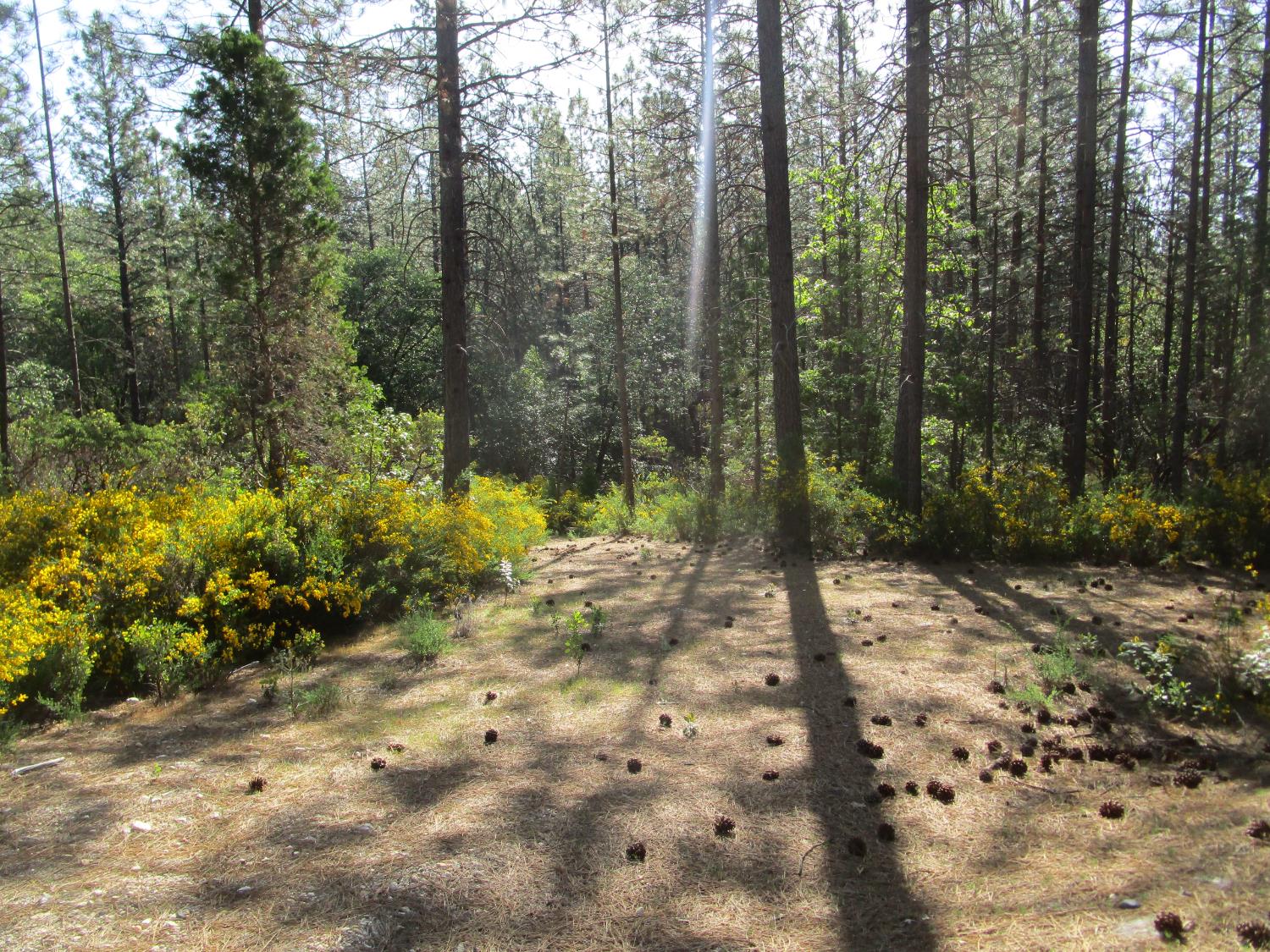 15699 Tyler Foote Road Nevada City, CA 95959 - Photo 6 of 23 a view of a forest with trees