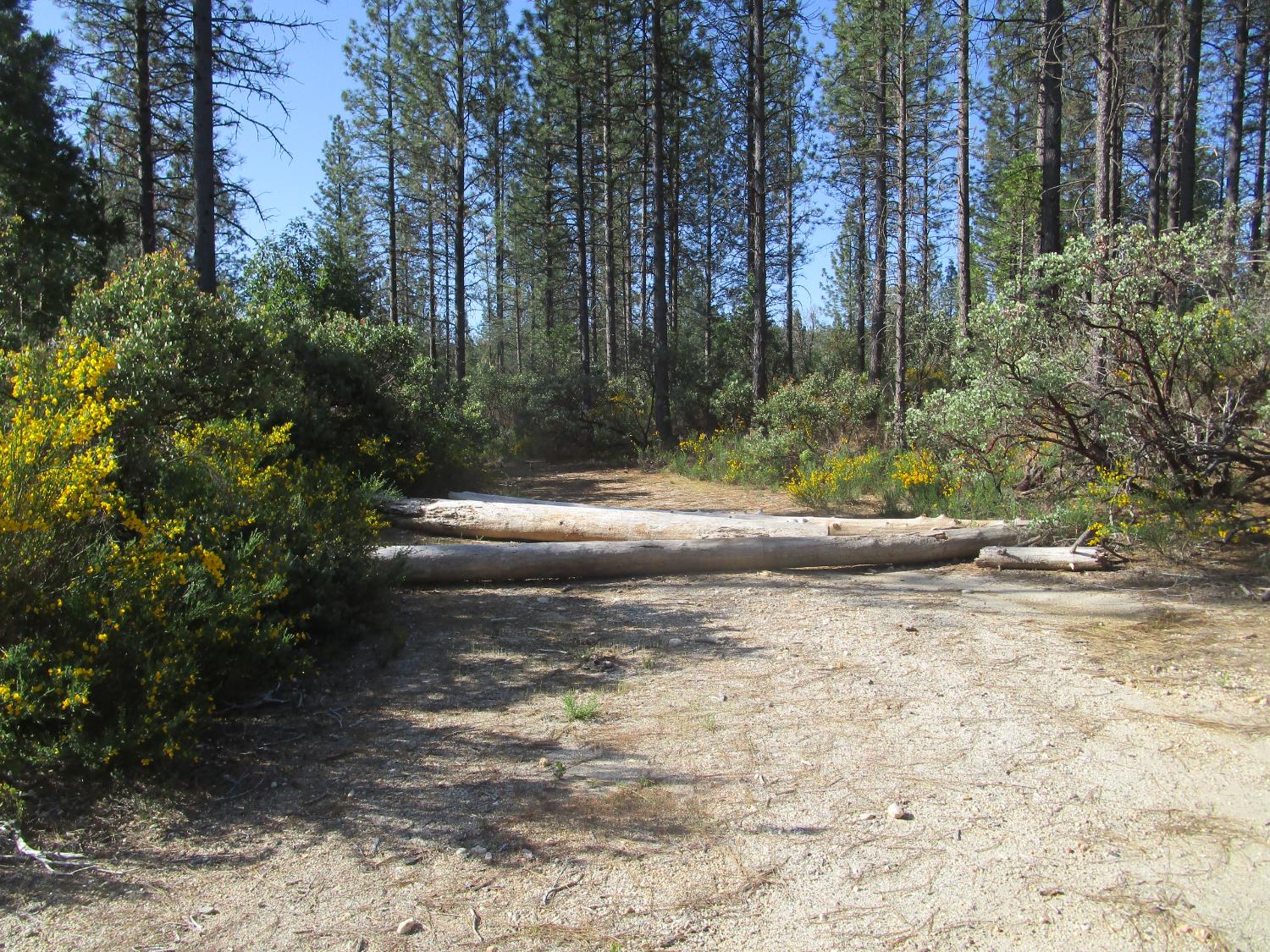 15699 Tyler Foote Road Nevada City, CA 95959 - Photo 8 of 23 a view of a yard with plants and trees