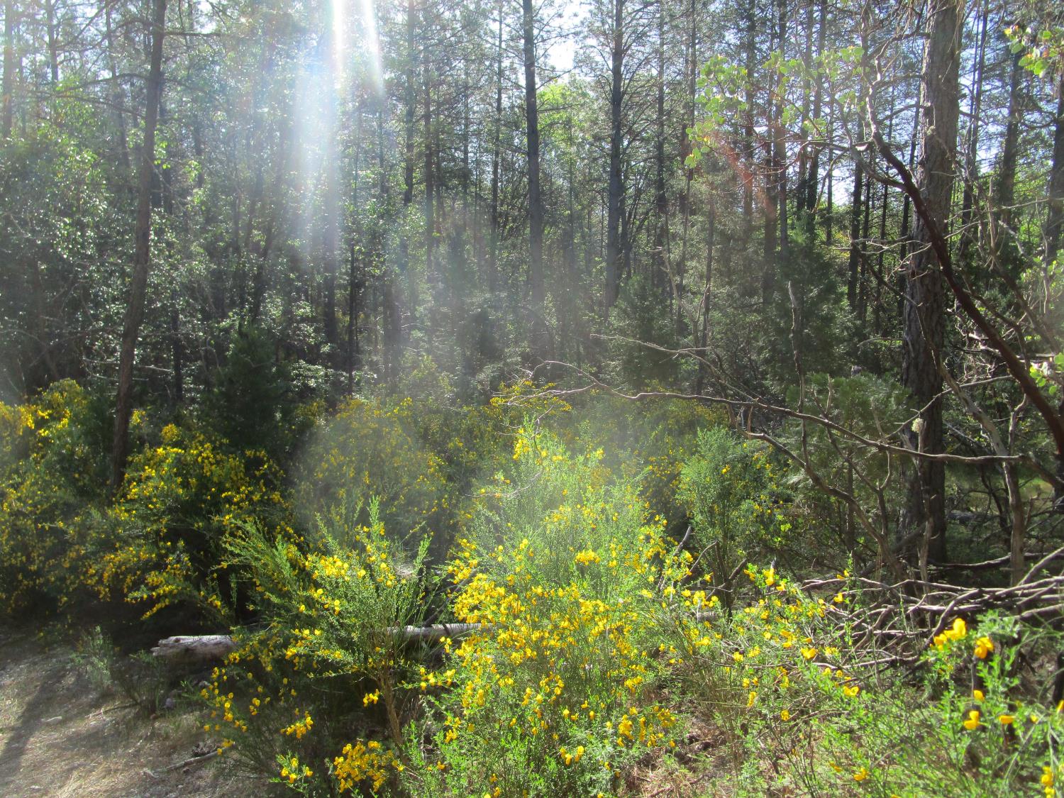 15699 Tyler Foote Road Nevada City, CA 95959 - Photo 9 of 23 a view of a garden