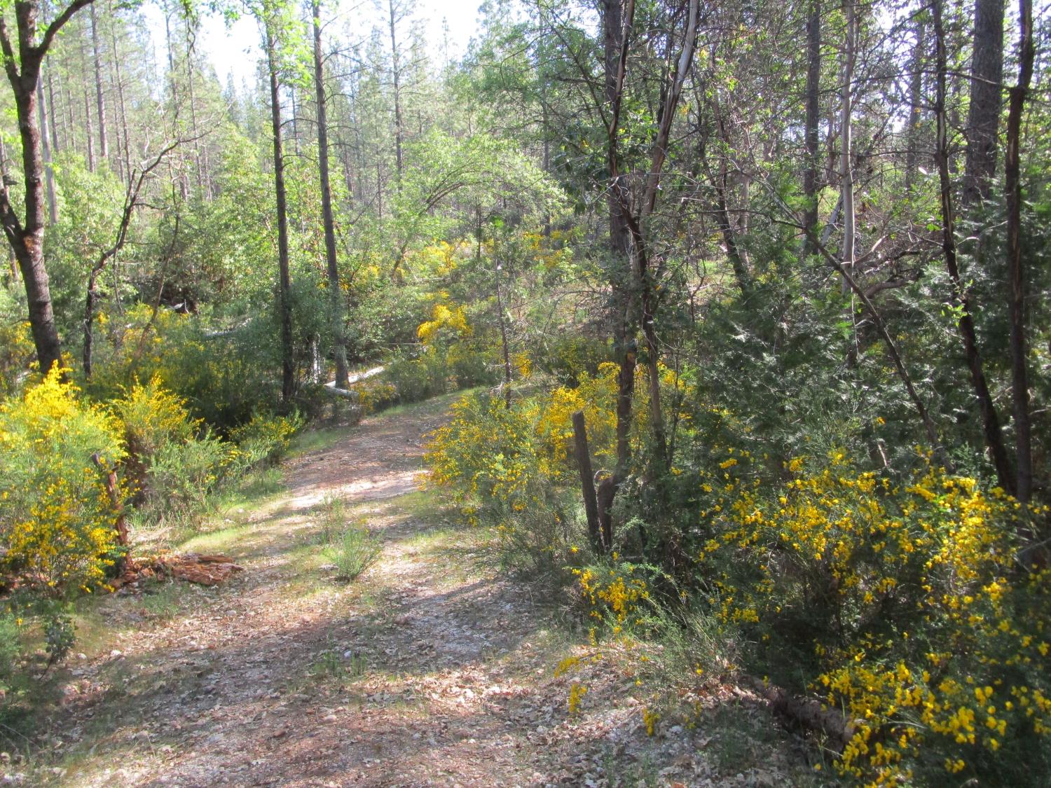 15699 Tyler Foote Road Nevada City, CA 95959 - Photo 10 of 23 a view of a yard with plants and trees