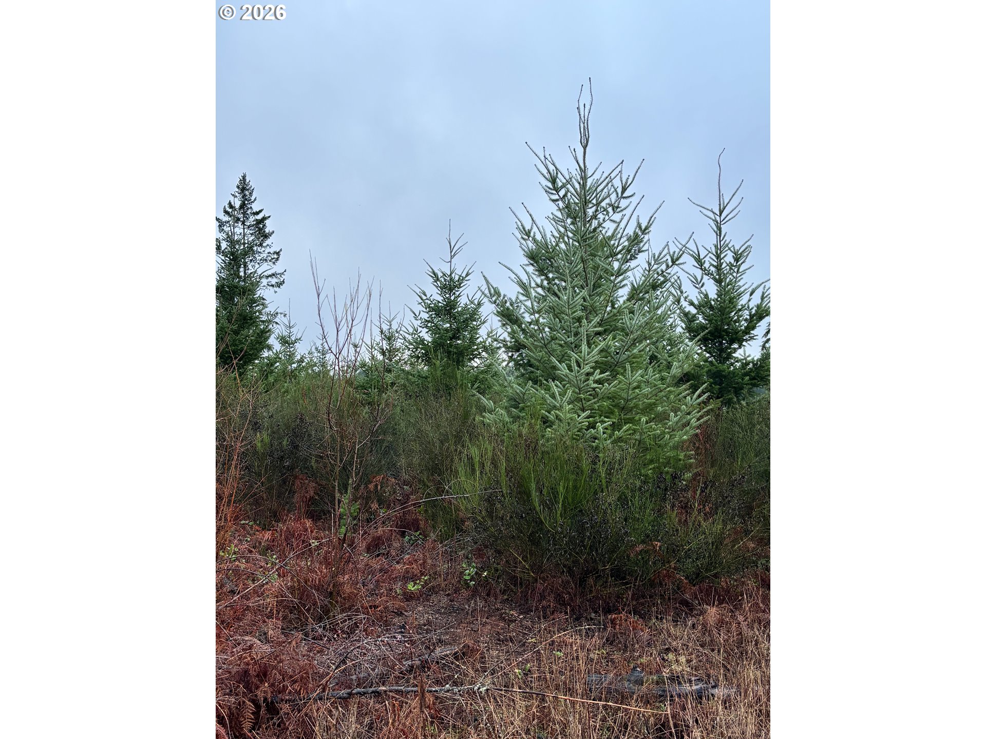 0 South Shibley Road Colton, OR 97017 - Photo 5 of 10 Gallery Image 5