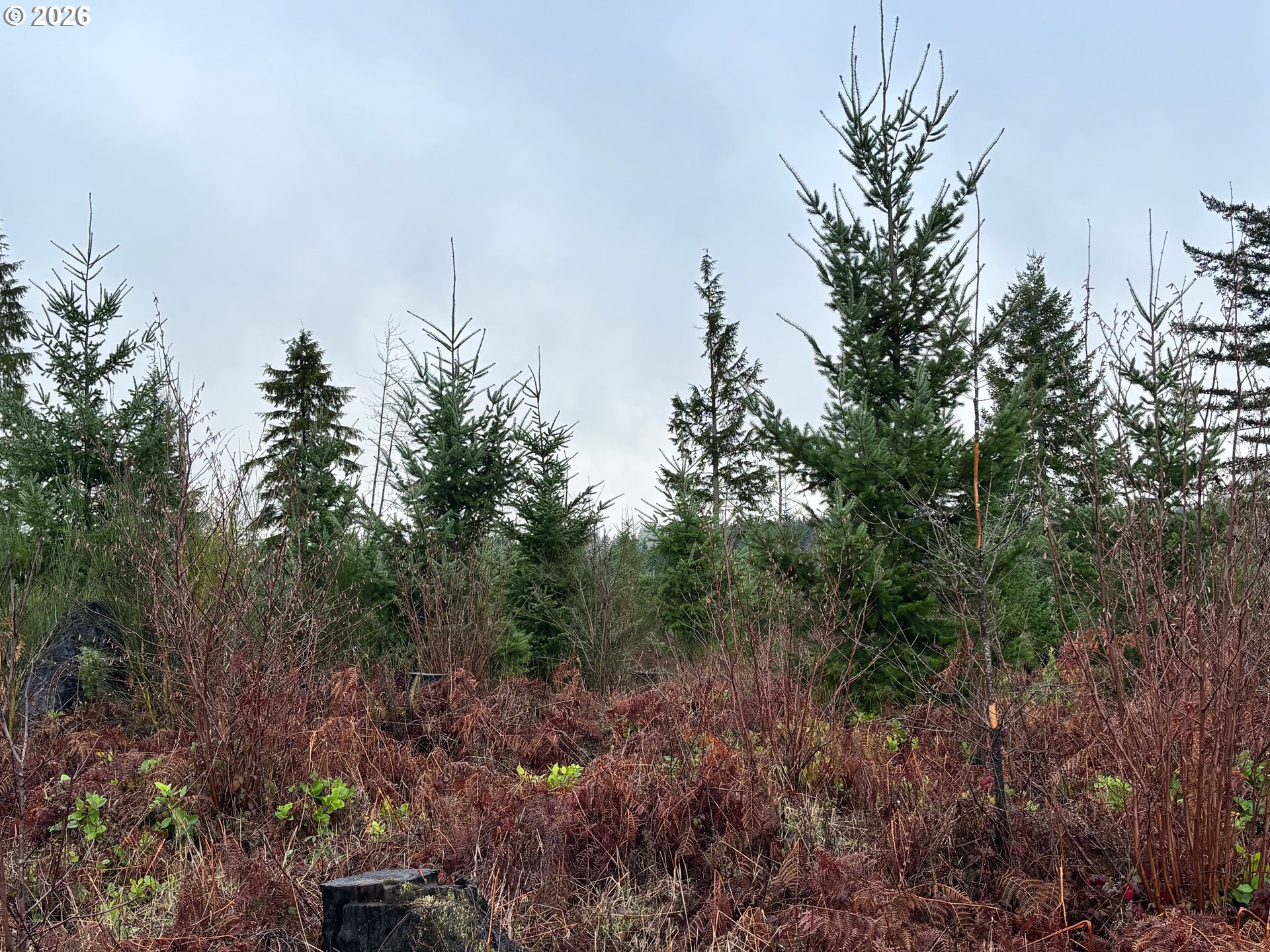 0 South Shibley Road Colton, OR 97017 - Photo 7 of 10 Gallery Image 7