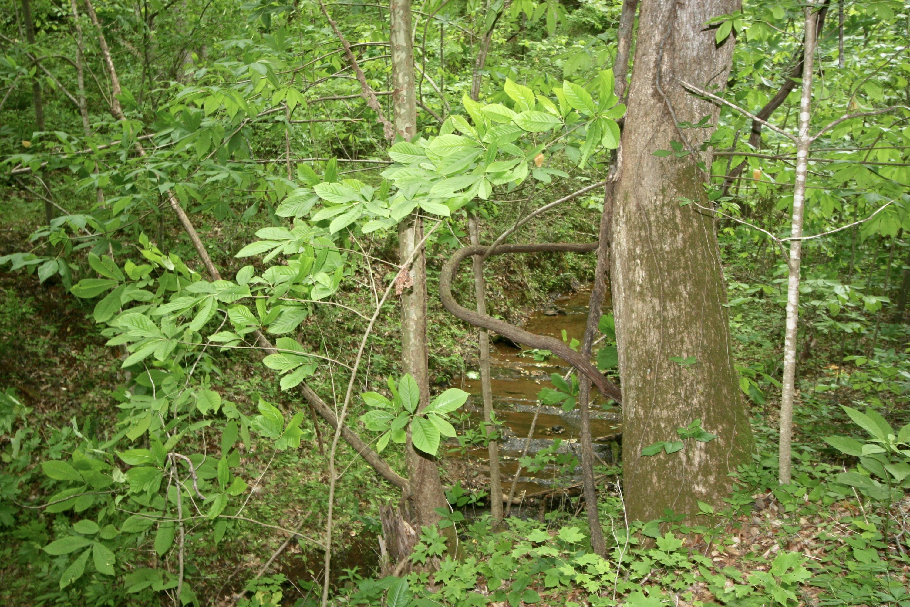 7221 Cooks Hollow Road Maryville, TN 37801 - Photo 38 of 40 fullsizeoutput_656
