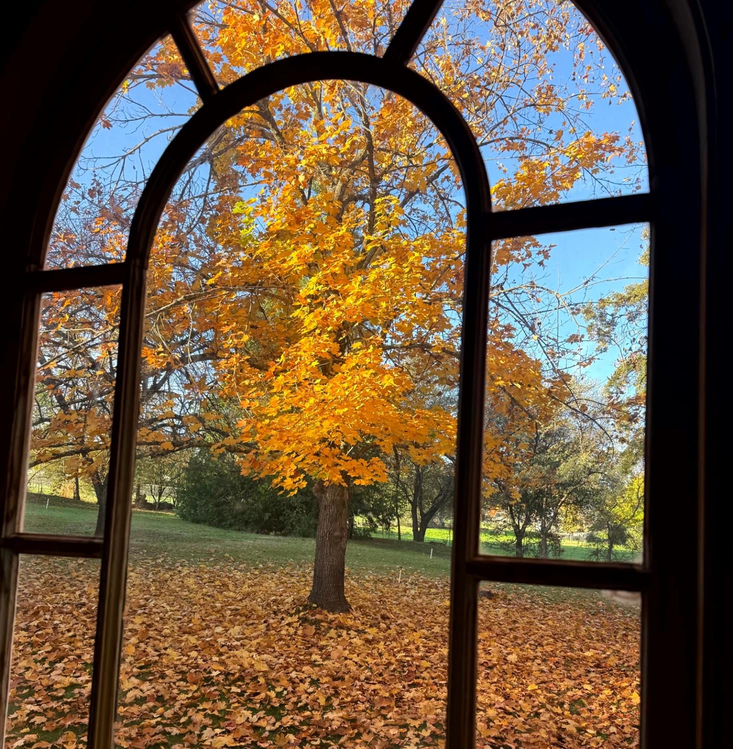 10800 Pickle Barrel Road Auburn, CA 95602 - Photo 75 of 82 a view of trees and yard from a balcony