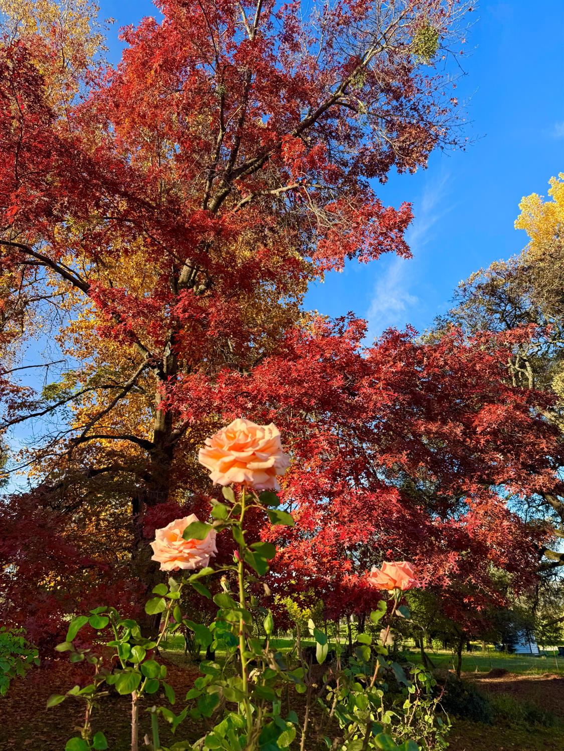 10800 Pickle Barrel Road Auburn, CA 95602 - Photo 76 of 82