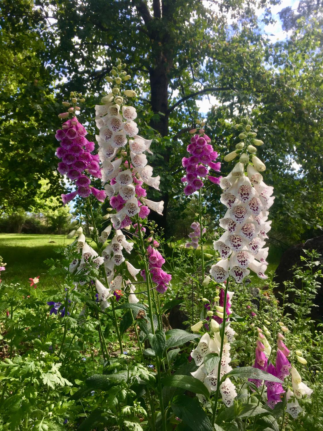 10800 Pickle Barrel Road Auburn, CA 95602 - Photo 77 of 82 a view of a flower