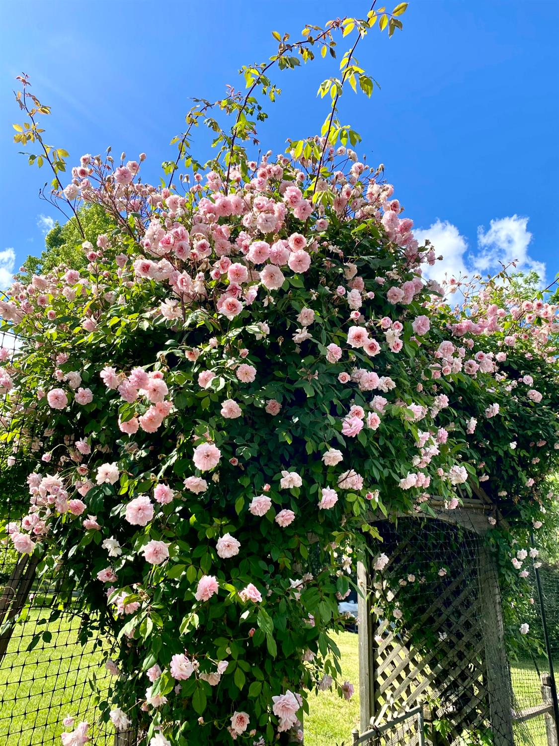 10800 Pickle Barrel Road Auburn, CA 95602 - Photo 81 of 82