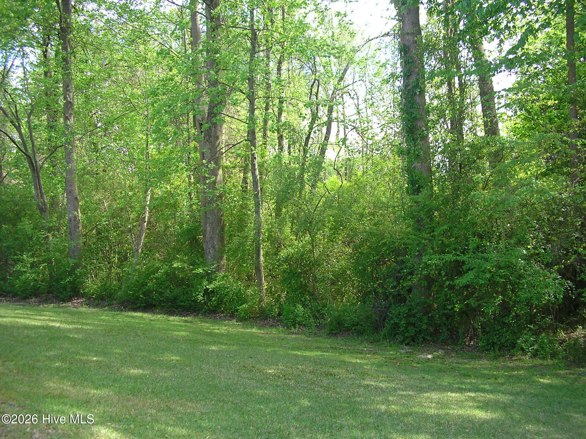 3128 Ruth Court Greenville, NC 27834 - Photo 28 of 29 Back Wooded Area