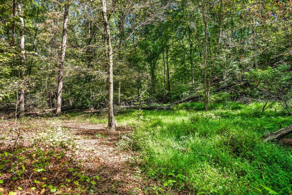 6595 Akins Way Cumming, GA 30041 - Photo 16 of 21 a view of a tree in a yard