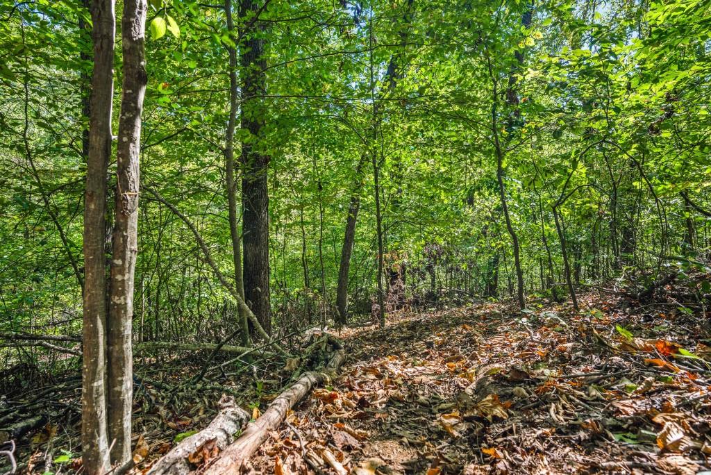 6595 Akins Way Cumming, GA 30041 - Photo 17 of 21 a view of a garden with plants
