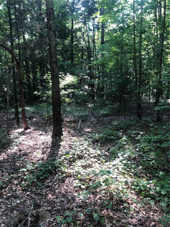 3032 Anderson Road South Catawba, SC 29704 - Photo 2 of 5 a view of a forest filled with trees