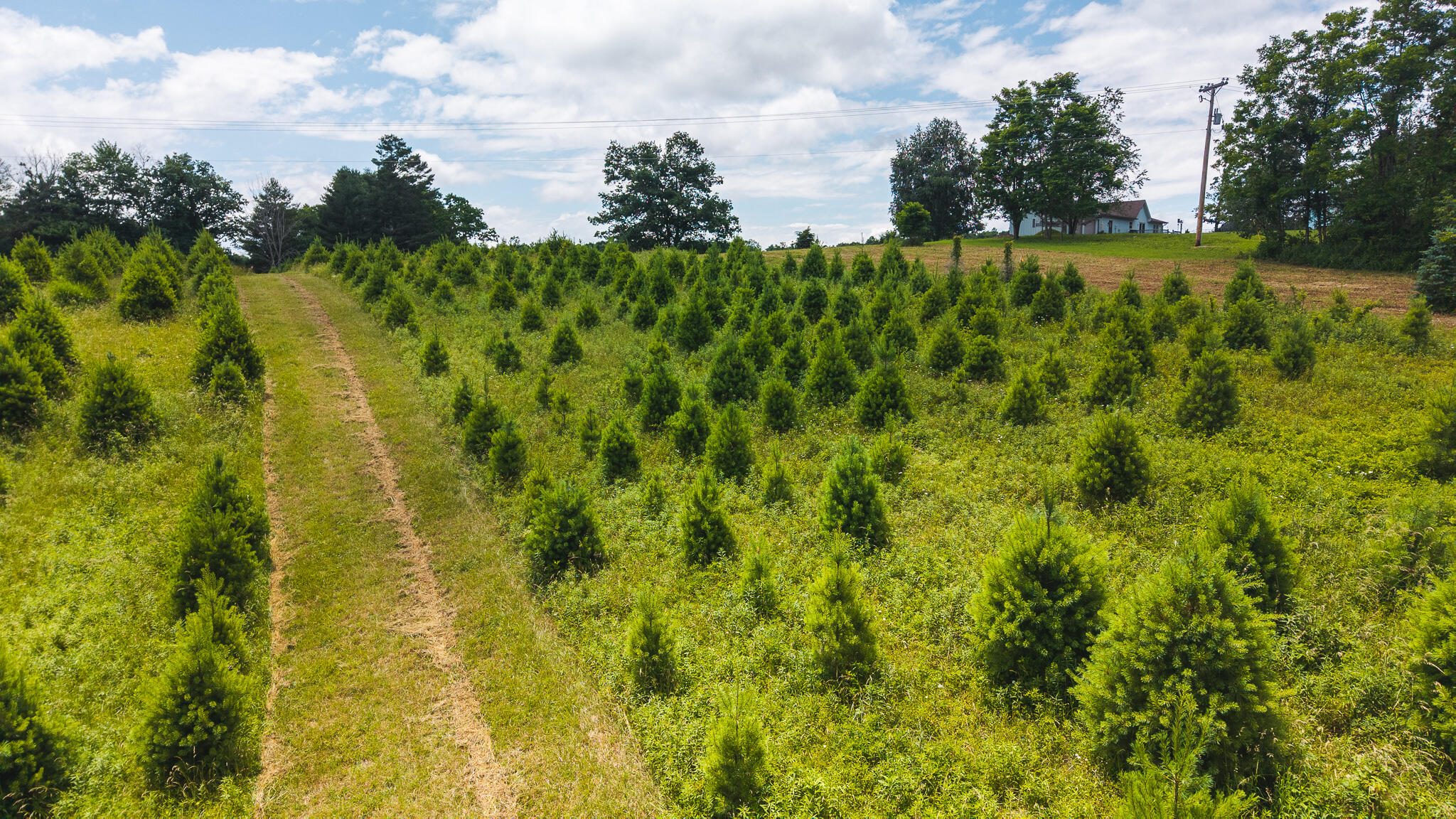 Tbd Alum Ridge Road Northwest Willis, VA 24380 - Photo 2 of 14 DJI_20250618142047_0438_D