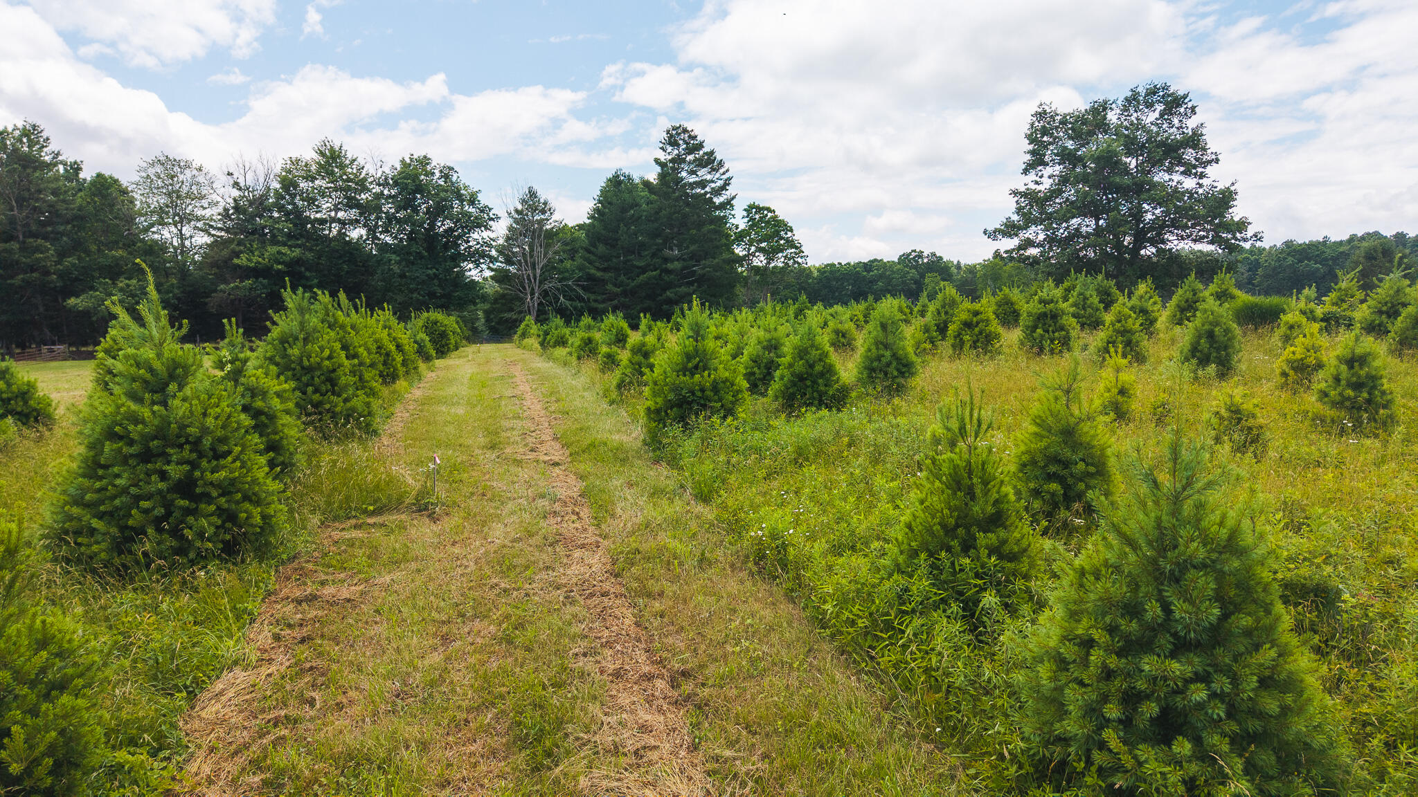 Tbd Alum Ridge Road Northwest Willis, VA 24380 - Photo 3 of 14 DJI_20250618142059_0439_D