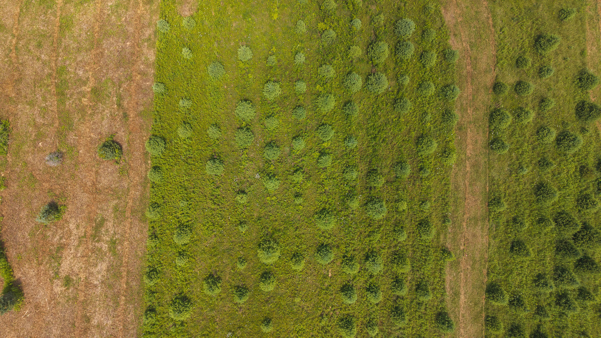 Tbd Alum Ridge Road Northwest Willis, VA 24380 - Photo 10 of 14 DJI_20250618142903_0461_D
