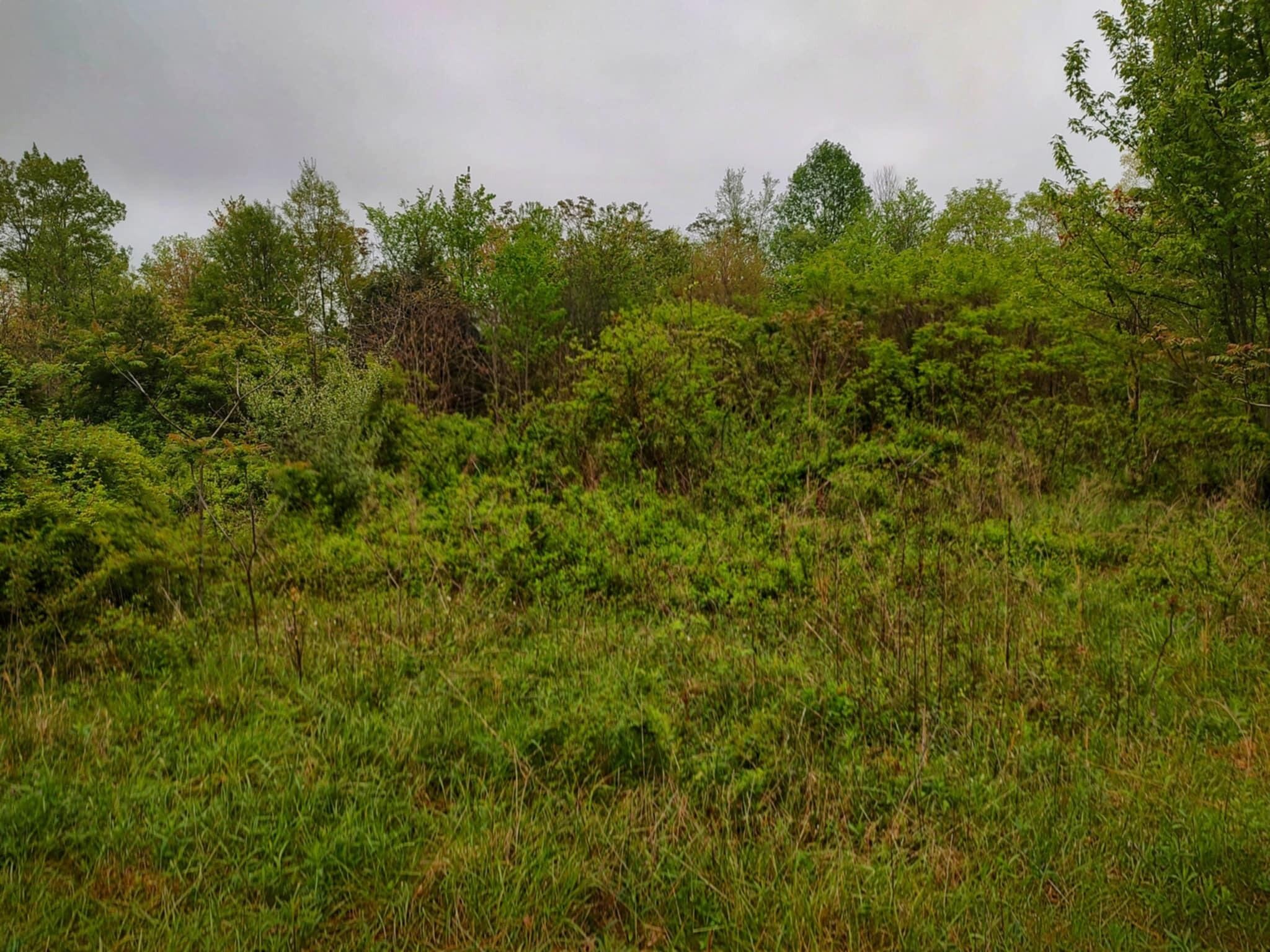541 Raeanne Drive Spring City, TN 37381 - Photo 14 of 17