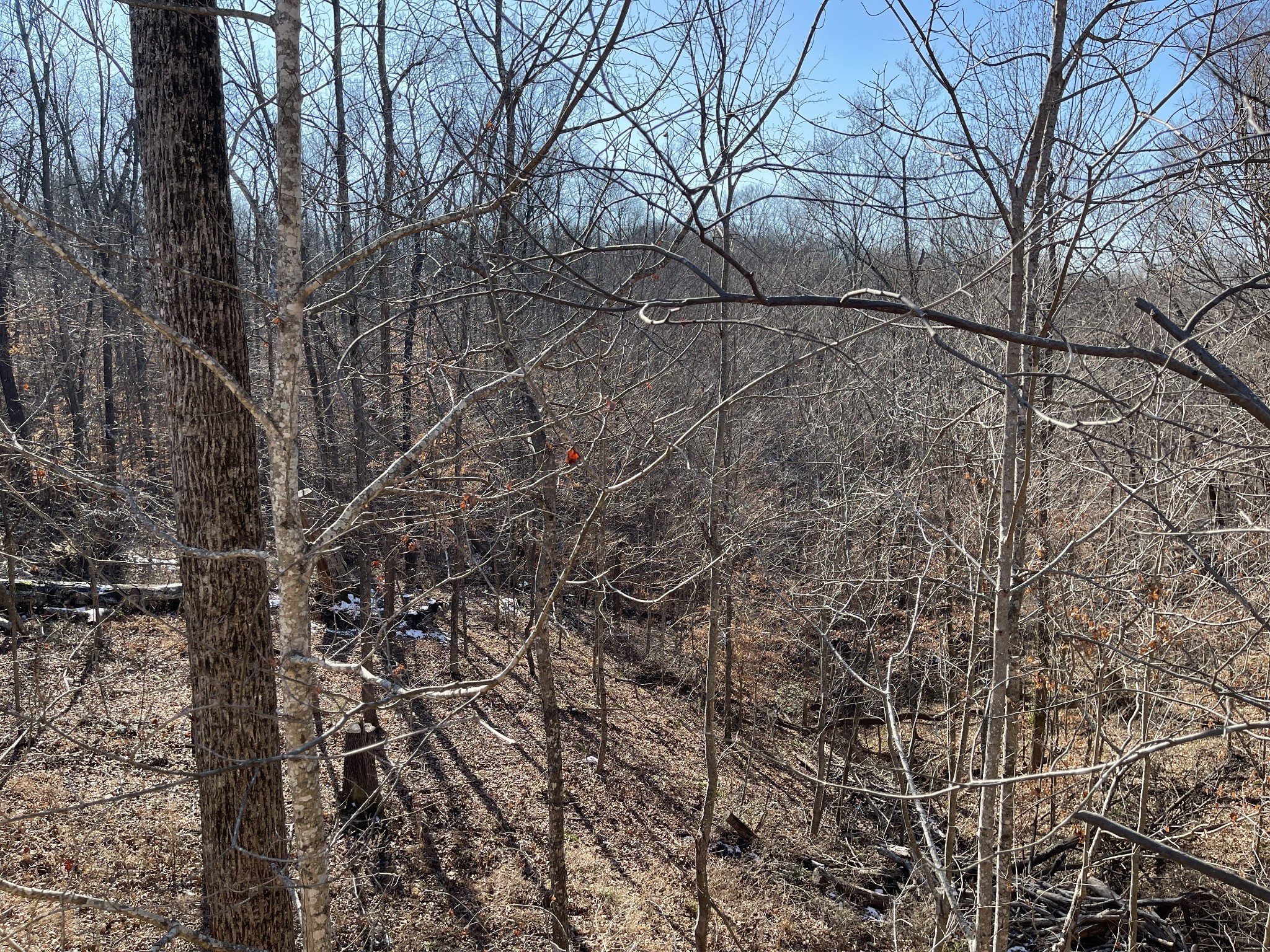993 Throneberry Road Normandy, TN 37360 - Photo 54 of 56 a view of a yard with a tree
