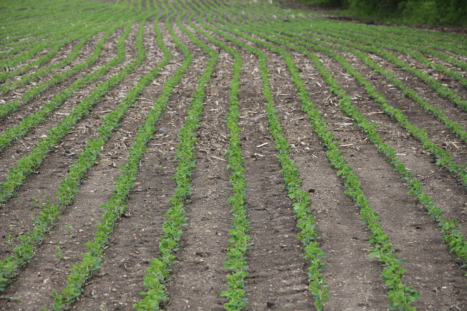 41616 North Delany Road Wadsworth, IL 60099 - Photo 33 of 37 a big yard with lots of green space