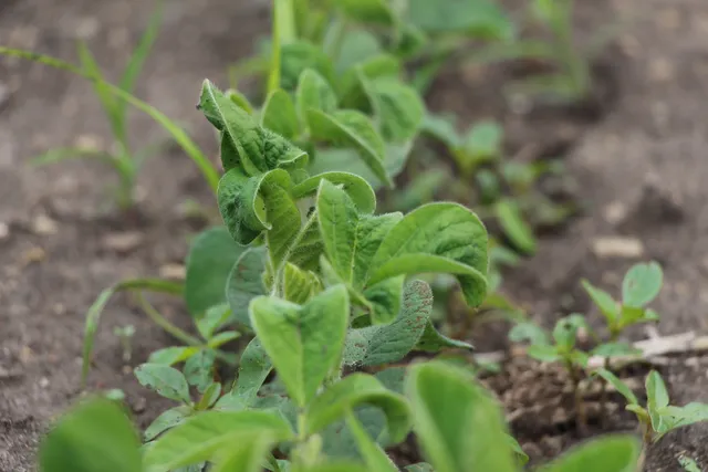 $4,250,000 | 41616 North Delany Road, Wadsworth, IL 60099