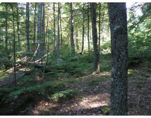 Lot 60 Southwest Brook Road Beddington, ME 04622 - Photo 8 of 12 Land/Lot.