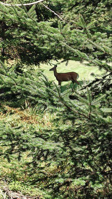 331 Paul Bunyan Road Corea, ME 04624 - Photo 61 of 62 wildlife