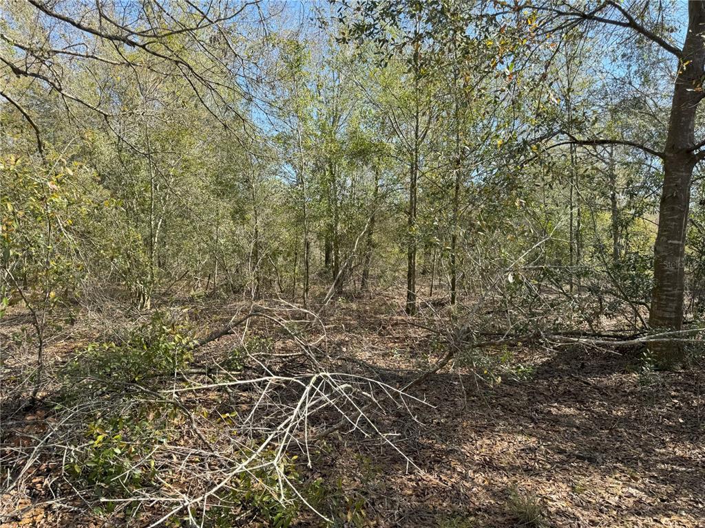 0 Lake Buffum Road Lake Wales, FL 33859 - Photo 17 of 21 Gallery Image 17