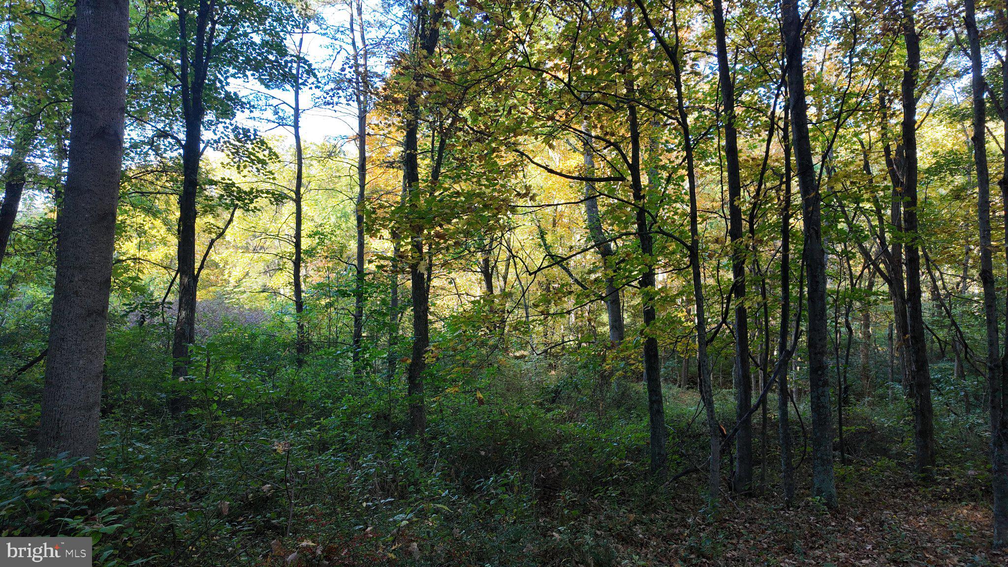 Cold Run Valley Road Berkeley Springs, WV 25411 - Photo 61 of 83 Gallery Image 61