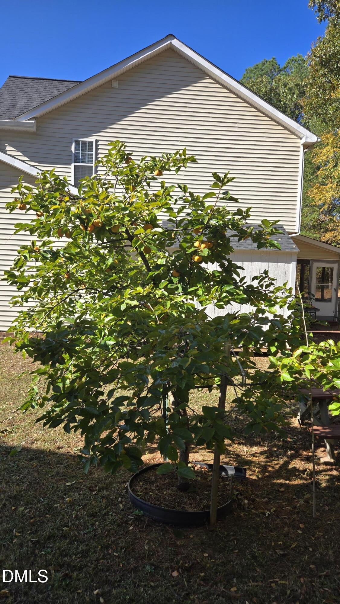 8005 Mill Bluff Court Raleigh, NC 27616 - Photo 41 of 47 Olive Tree
