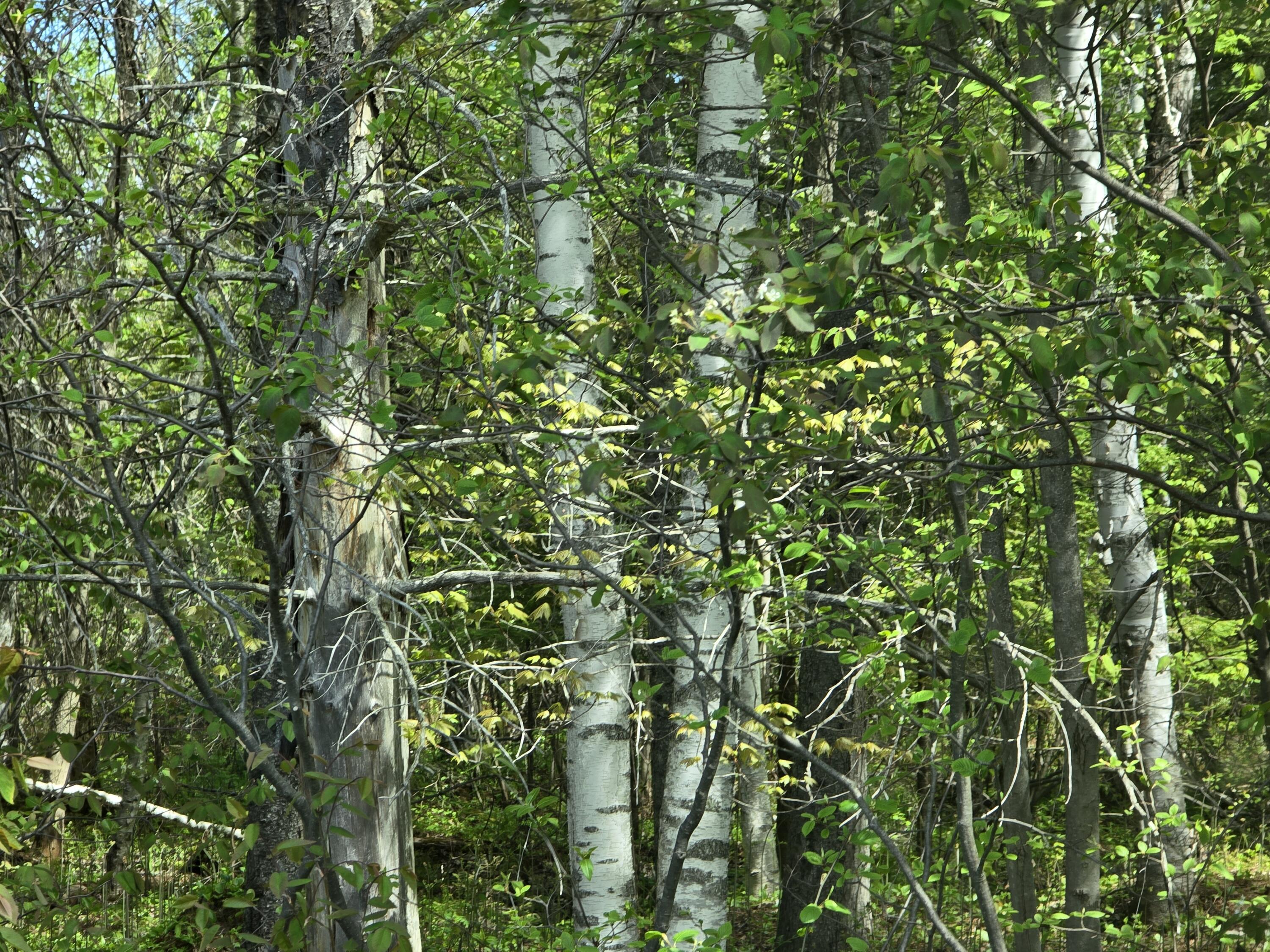 6 West Mile Road Brimley, MI 49715 - Photo 1 of 6 BEAUTFUL BIRCH TREES