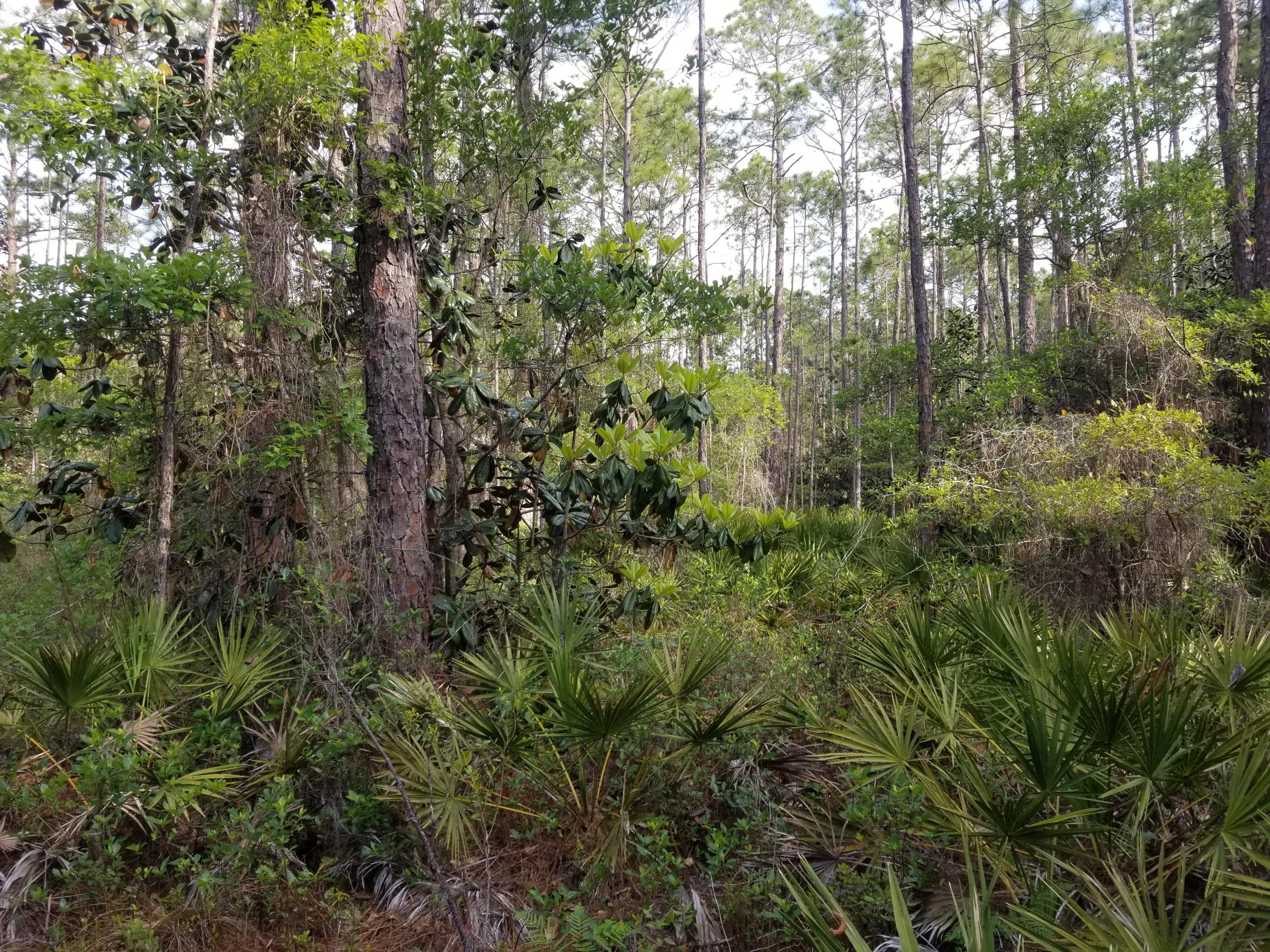 Lot 13 Foxmire Farm Road Santa Rosa Beach, FL 32459 - Photo 2 of 13 20190413_084334