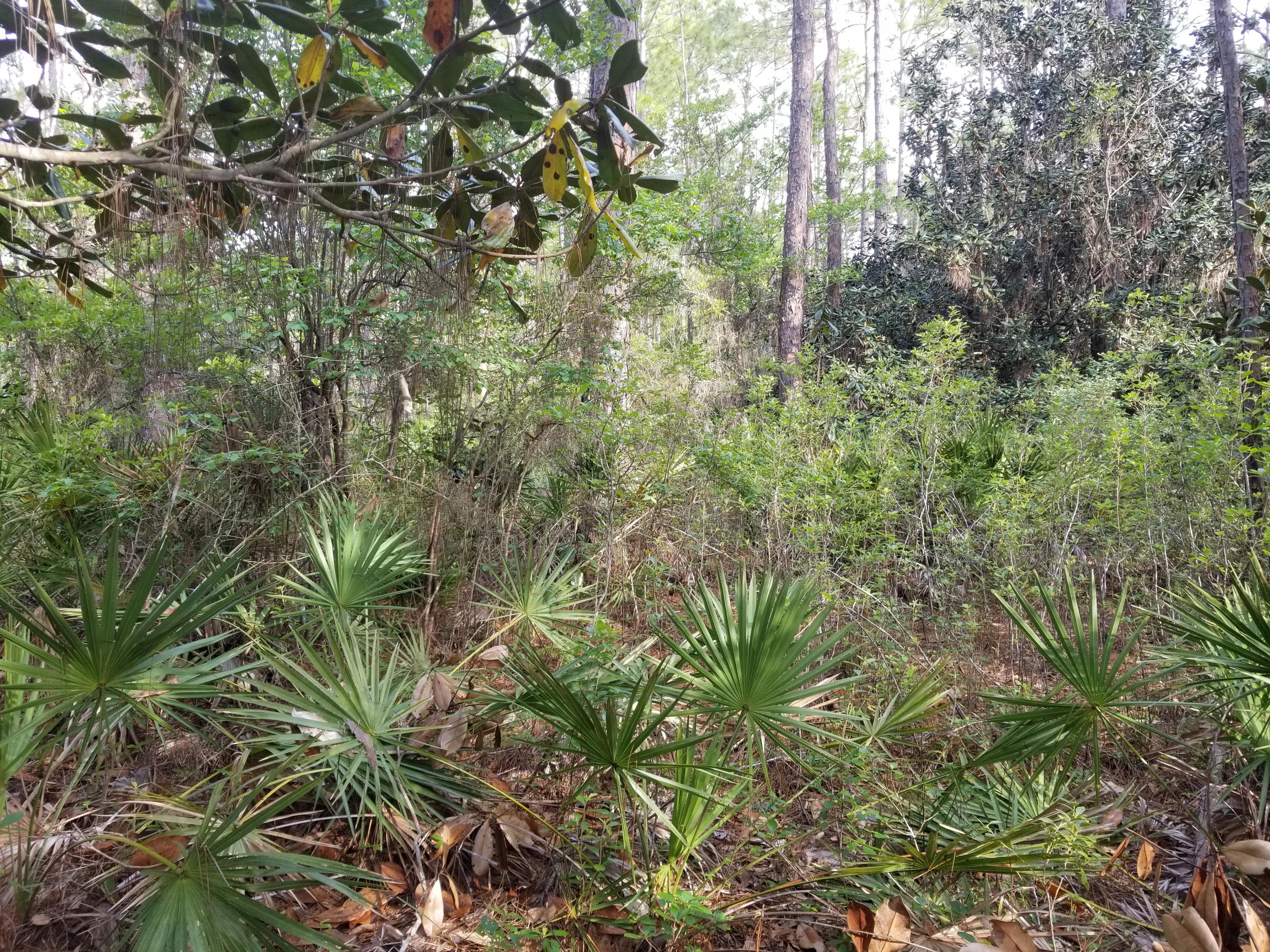 Lot 13 Foxmire Farm Road Santa Rosa Beach, FL 32459 - Photo 3 of 13 20190413_084323