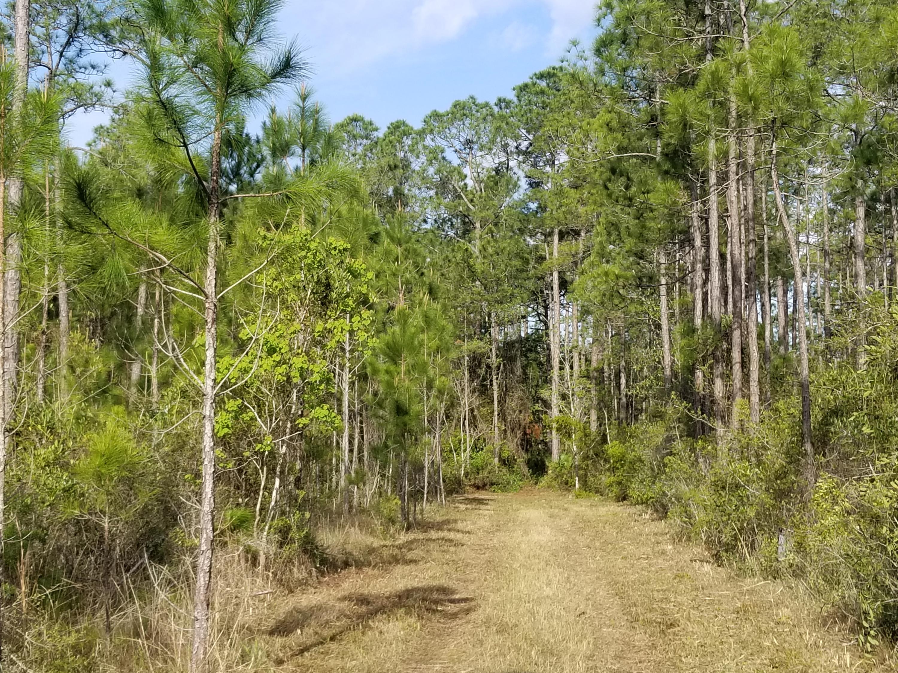 Lot 13 Foxmire Farm Road Santa Rosa Beach, FL 32459 - Photo 4 of 13 20190413_085336