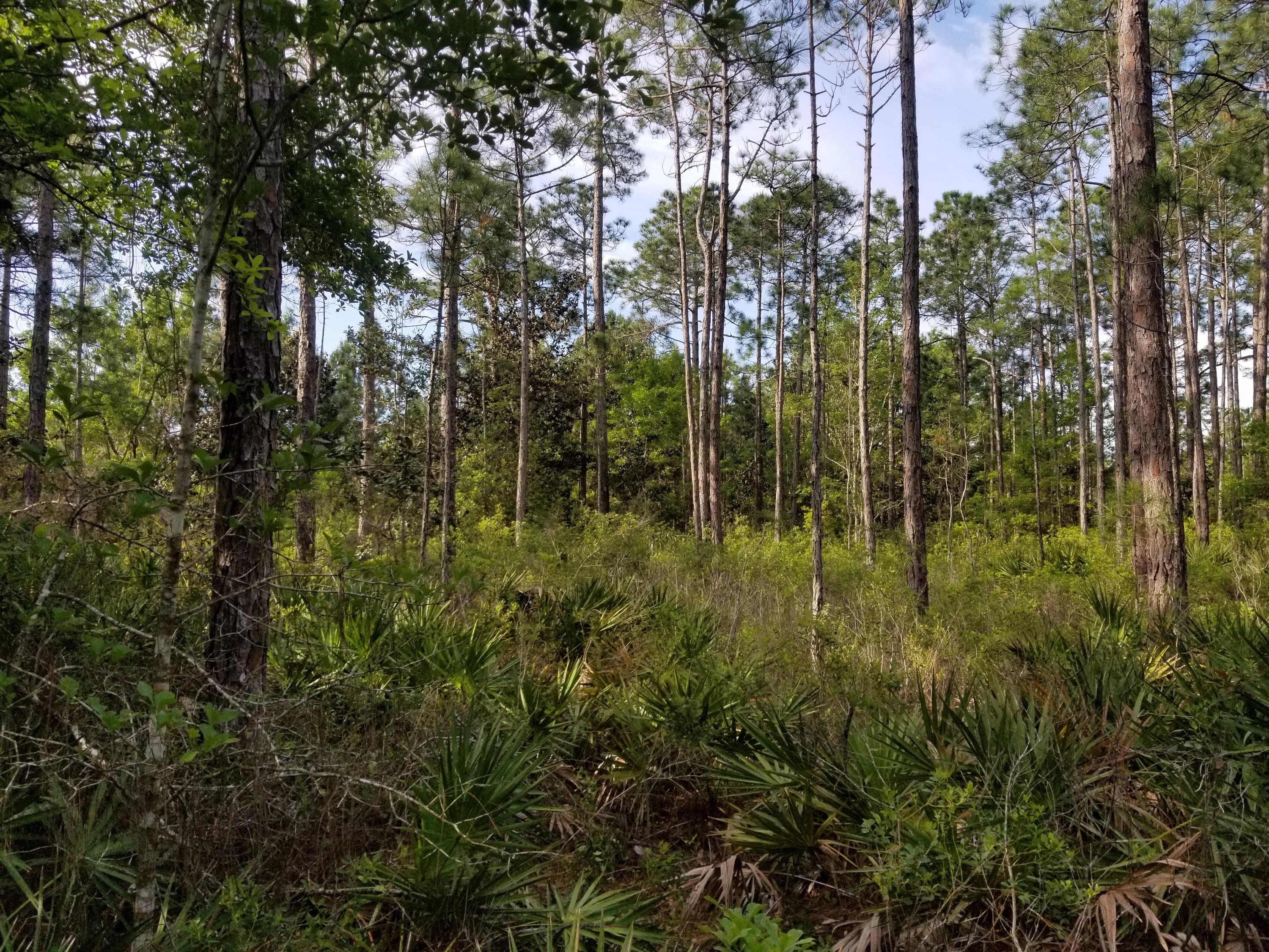 Lot 13 Foxmire Farm Road Santa Rosa Beach, FL 32459 - Photo 8 of 13 20190413_084349