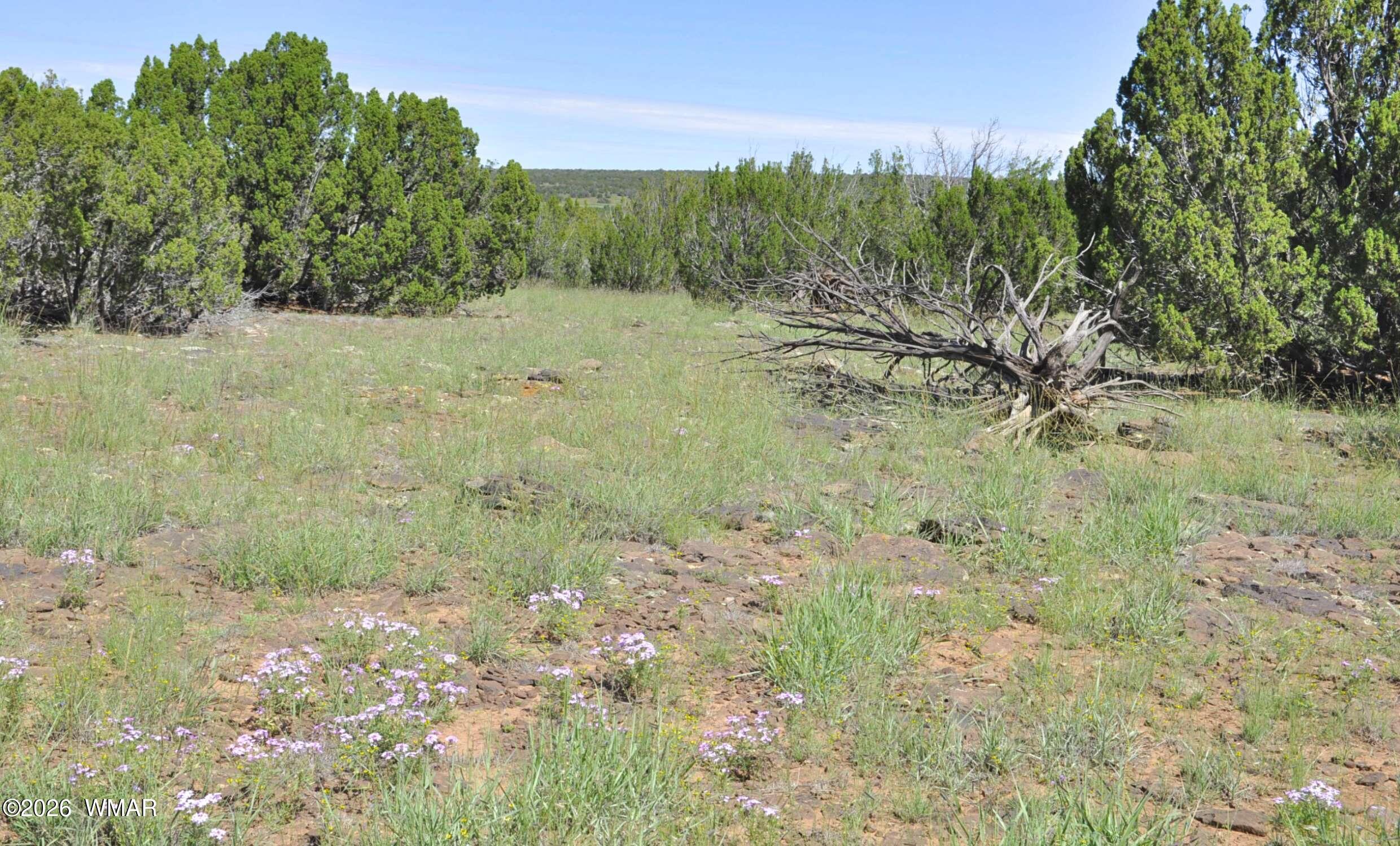 9184 C Chimisa Ranch Road Show Low, AZ 85901 - Photo 5 of 15 Gallery Image 5
