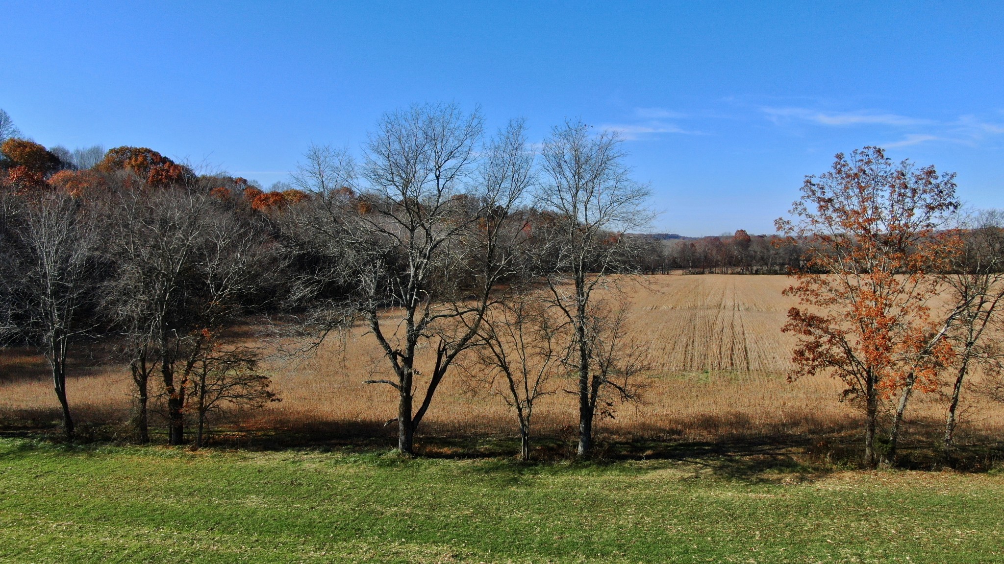191 Doug Williams Road Portland, TN 37148 - Photo 44 of 51 a view of backyard with green space