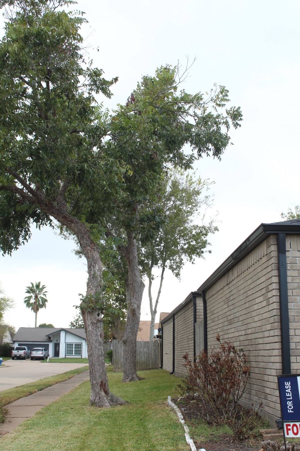 11303 Windmark Drive Houston, TX 77099 - Photo 8 of 29 a view of a house with a yard