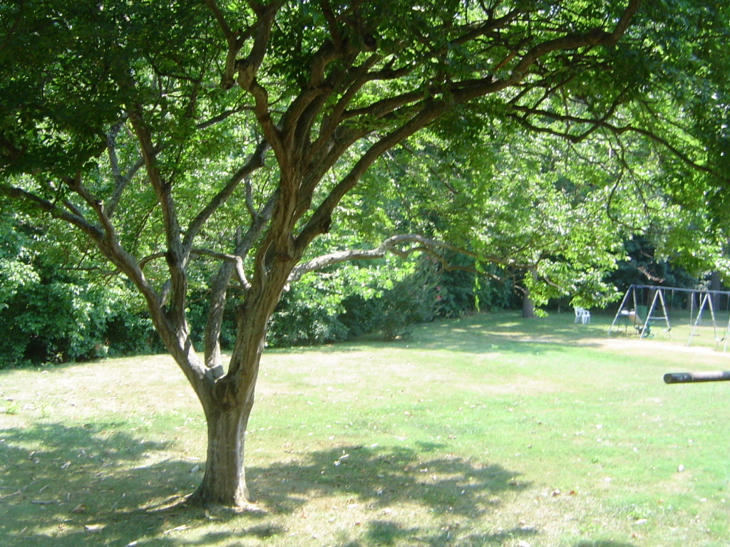 2133 Meadowbrook Road Northwest Roanoke, VA 24017 - Photo 20 of 20 a view of swimming pool with a yard
