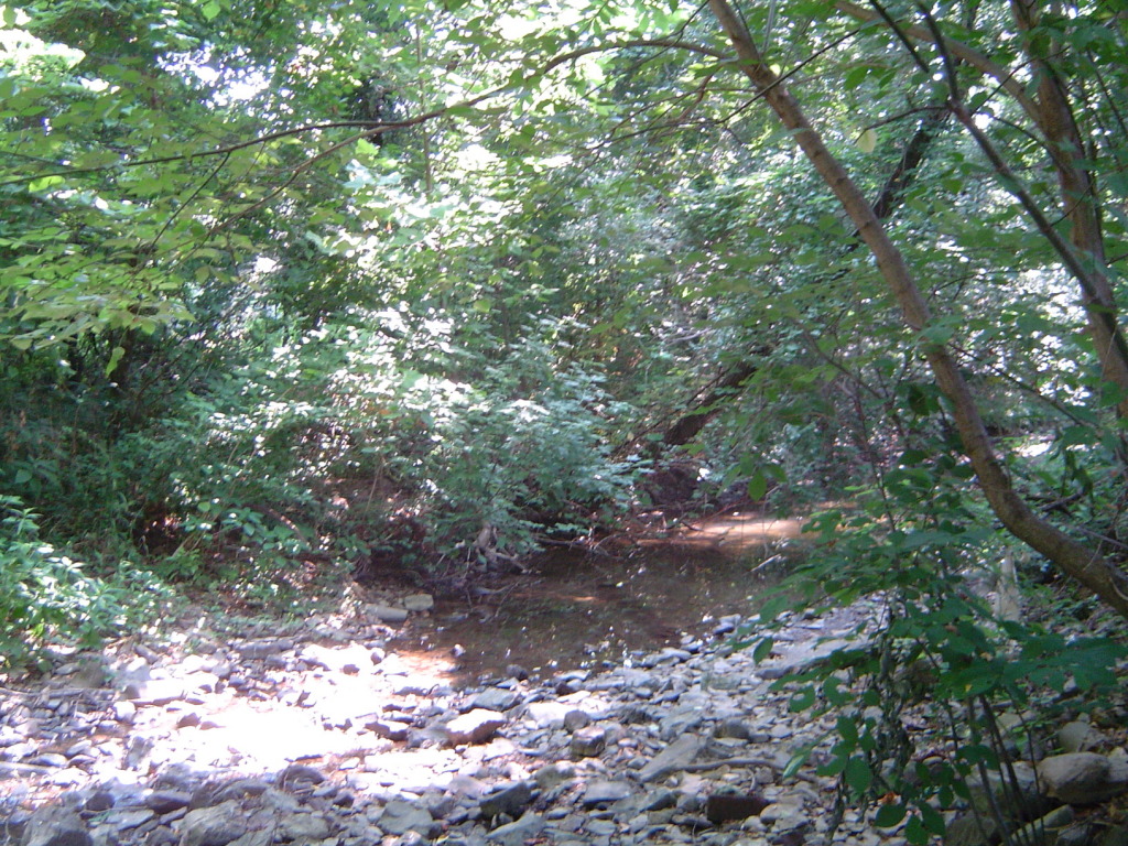 2133 Meadowbrook Road Northwest Roanoke, VA 24017 - Photo 5 of 20 a view of a forest with lots of trees