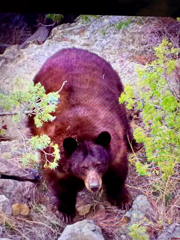 $7,545,265 | 0 County Road 40.2, Unit POITRY CANYON RANCH, Branson, CO 81027