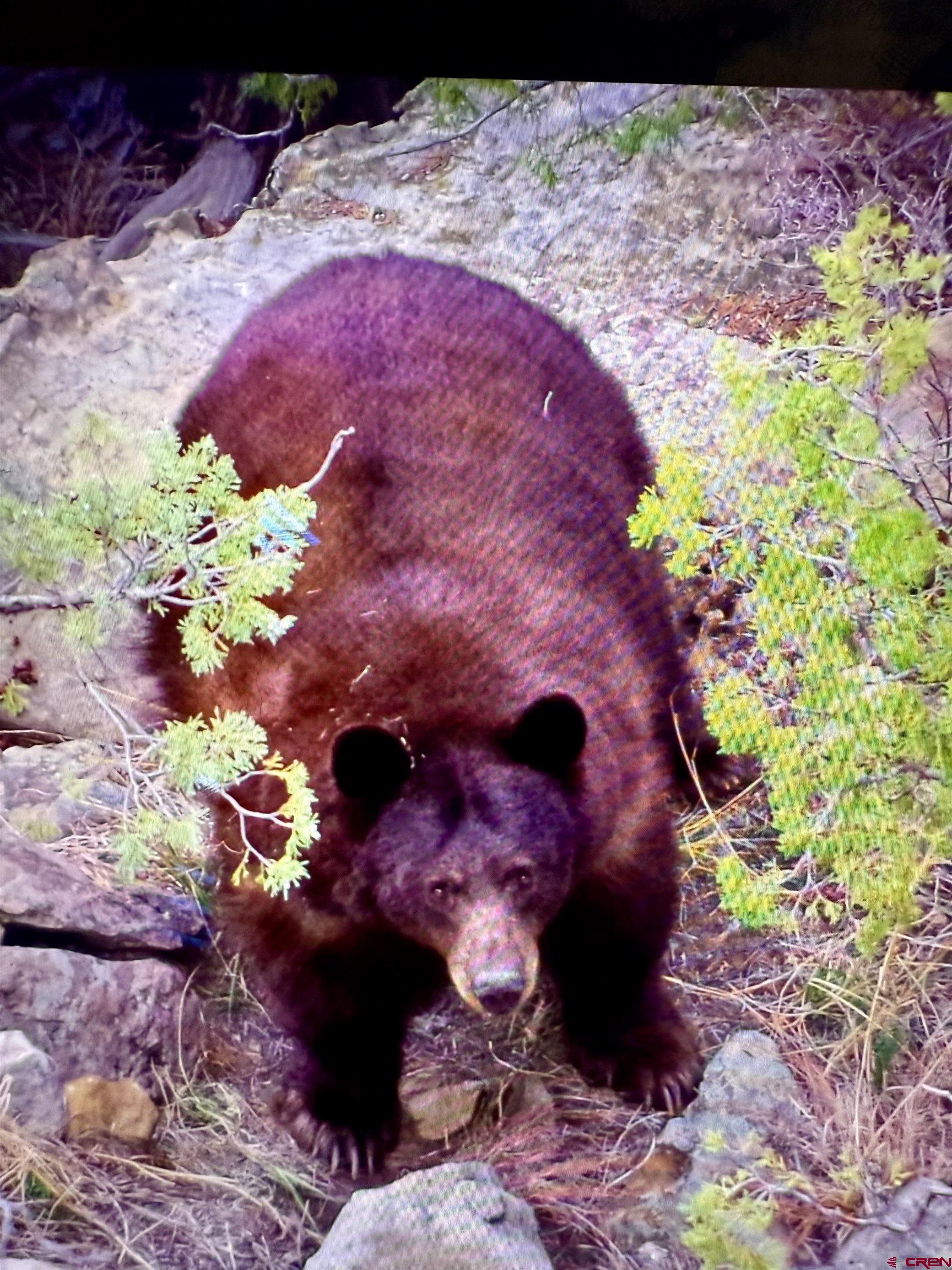 0 County Road 40.2, Unit POITRY CANYON RANCH Branson, CO 81027 - Photo 45 of 45 a view of a yard
