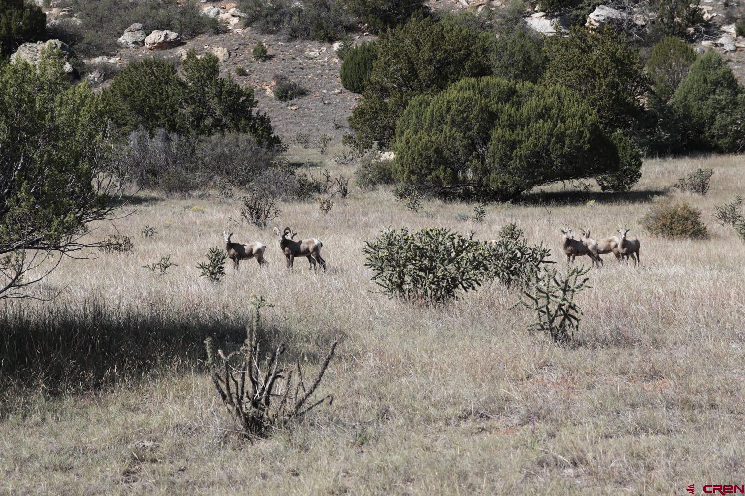 0 County Road 40.2, Unit POITRY CANYON RANCH Branson, CO 81027 - Photo 8 of 45 a view of a dry with yard