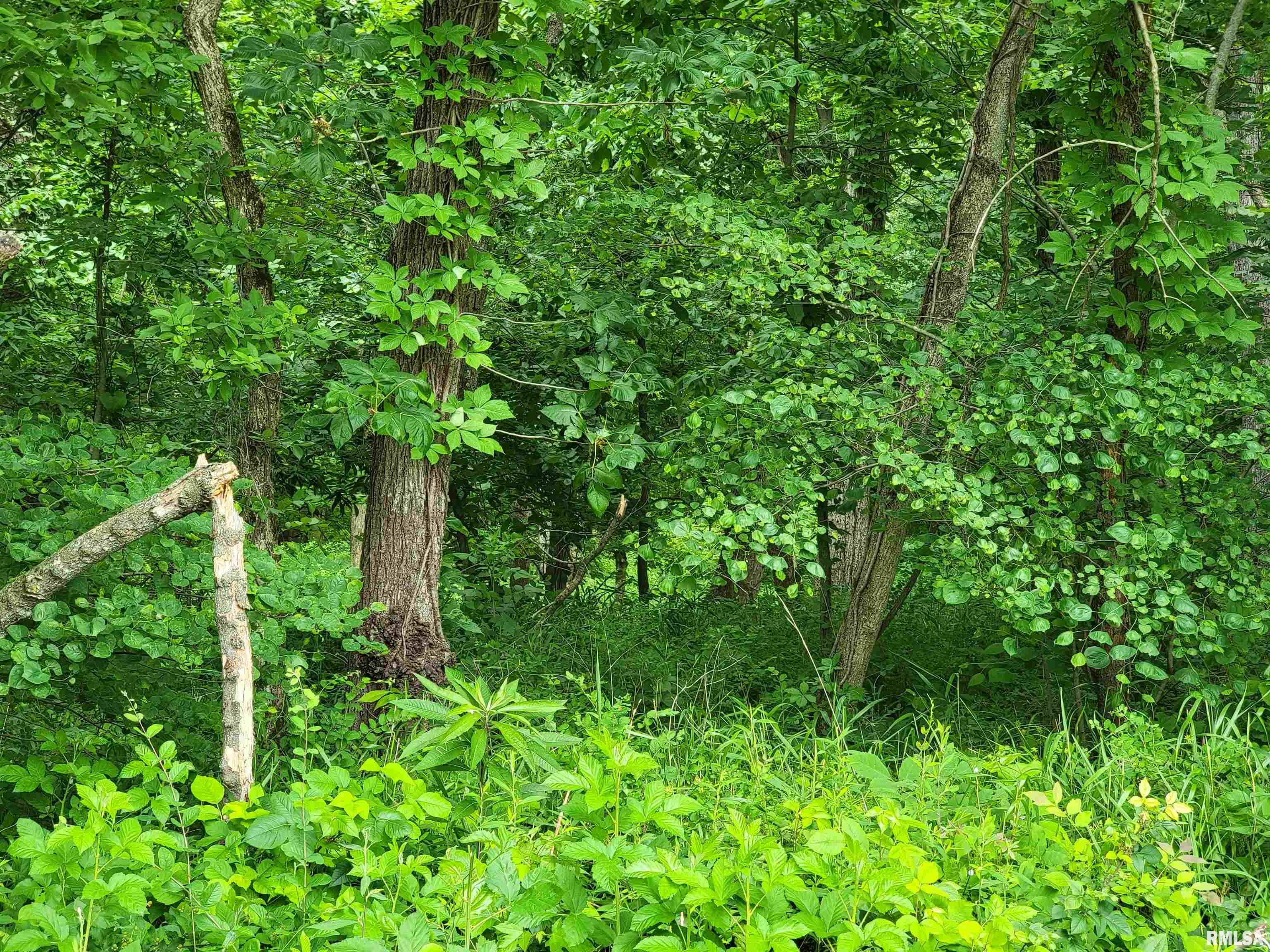 161 W Road Centralia, IL 62801 - Photo 3 of 4