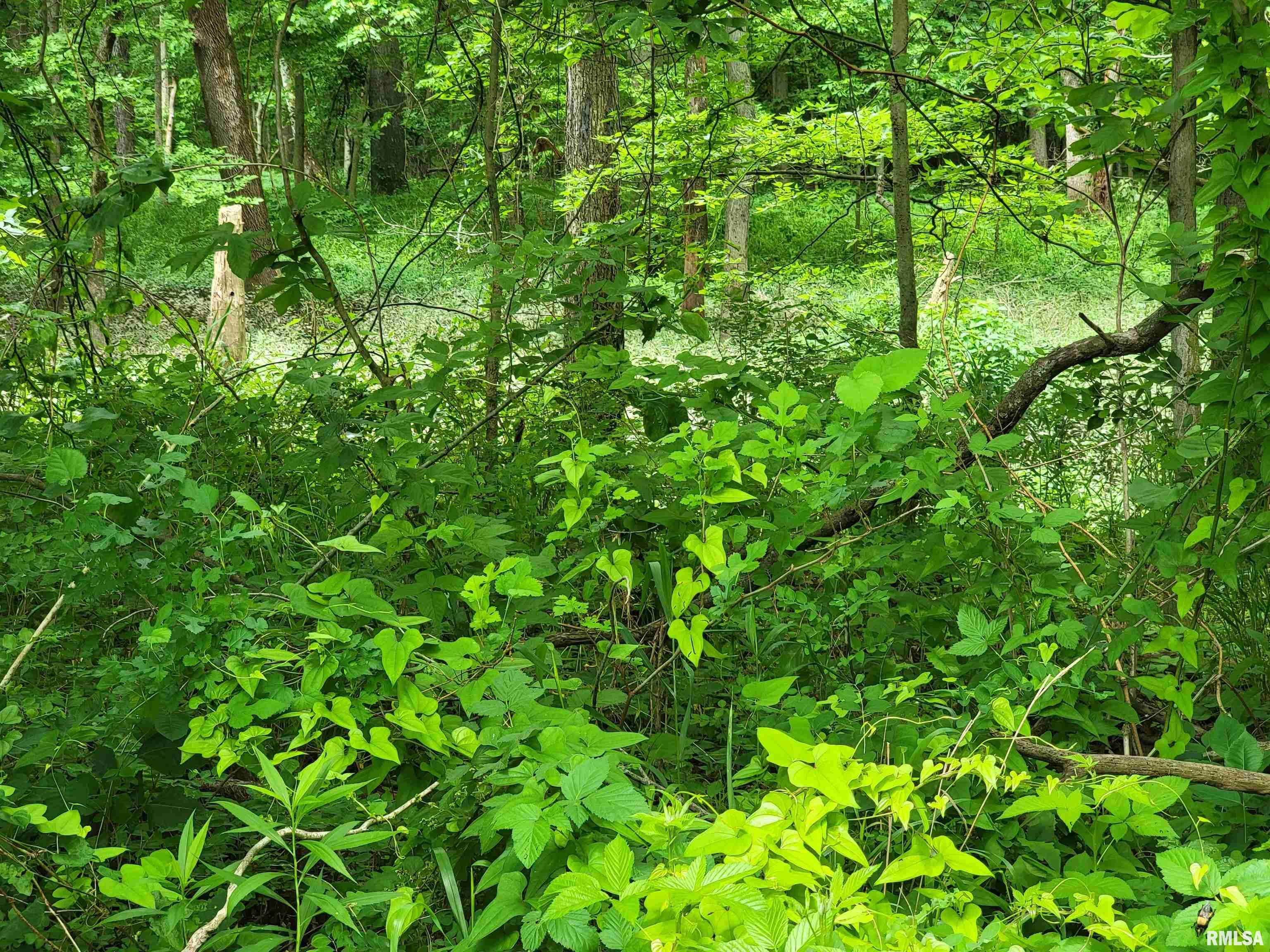 161 W Road Centralia, IL 62801 - Photo 4 of 4