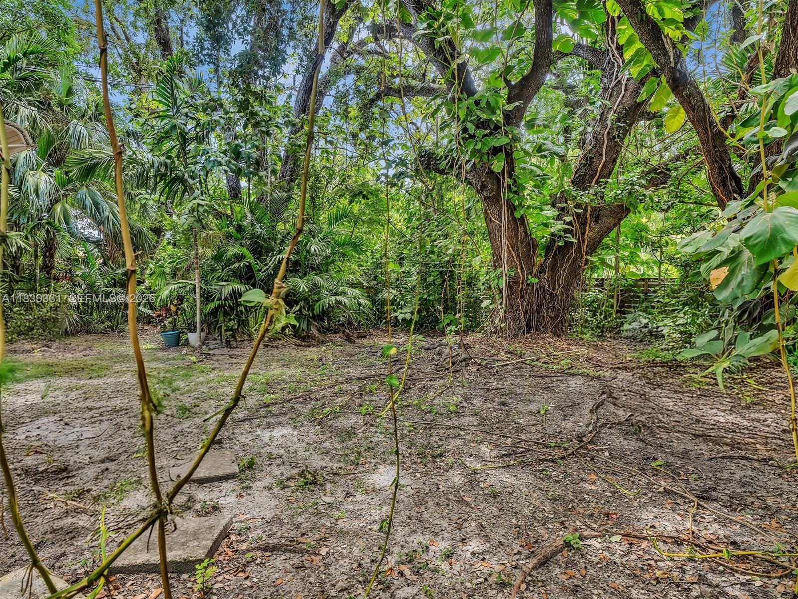 3210 Elizabeth Street Miami, FL 33133 - Photo 29 of 69 a view of a forest filled with trees