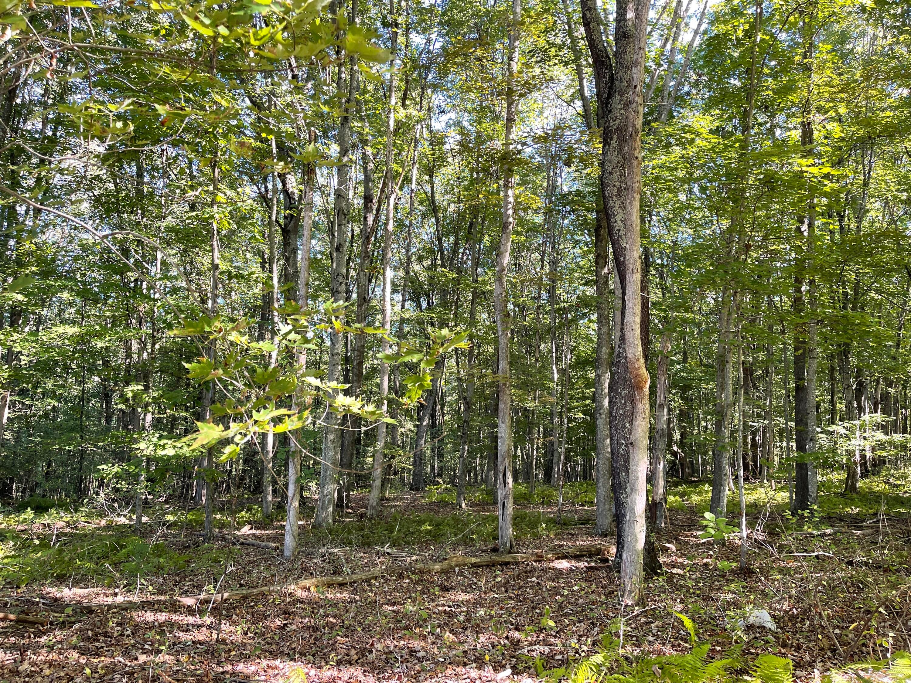 Hickory Ridge Maxwelton, WV 24957 - Photo 4 of 13 Gallery Image 4