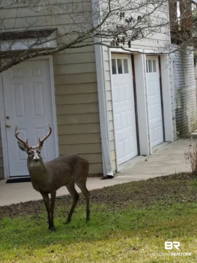 3136 Cumberland Road Theodore, AL 36582 - Photo 49 of 50 Winter time visitor to the property!