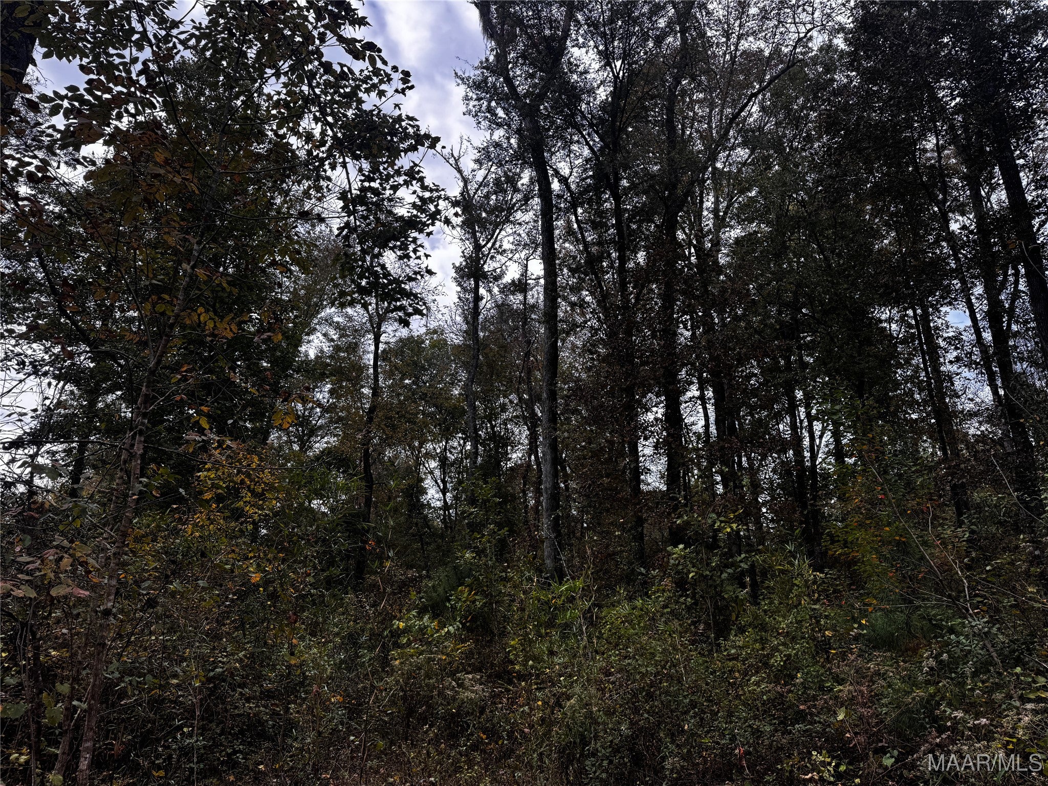 0 Coon Hop Road Hardaway, AL 36039 - Photo 37 of 67 Gallery Image 37