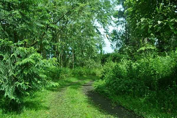 15-115 S Road Pahoa, HI 96778 - Photo 23 of 25 Gallery Image 23