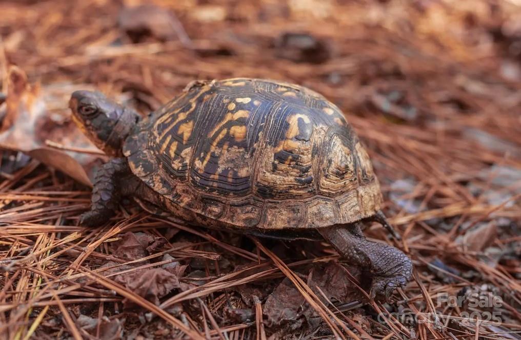 0 Southmont Road Iron Station, NC 28080 - Photo 12 of 19