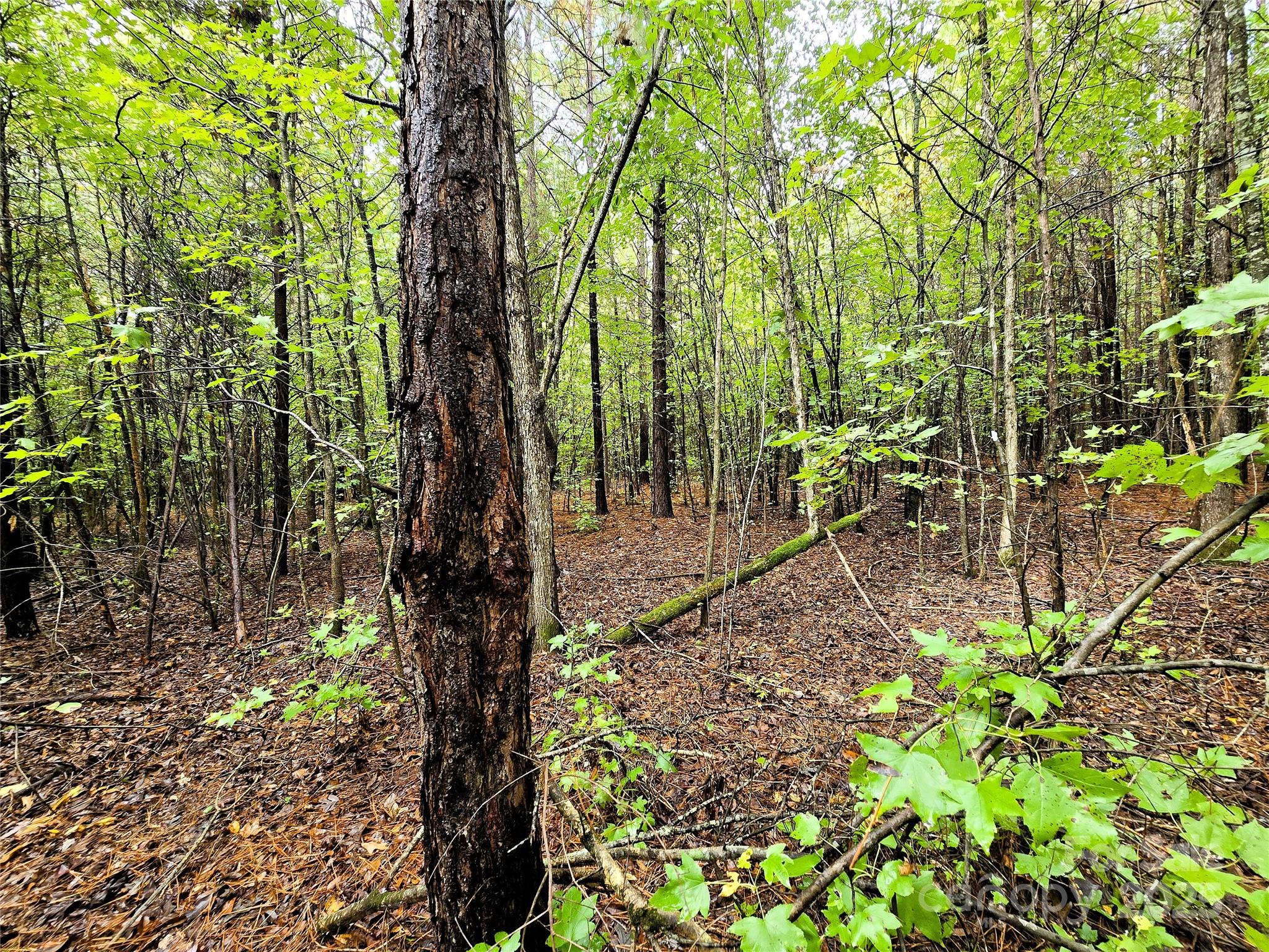 0 Southmont Road Iron Station, NC 28080 - Photo 13 of 19 a backyard of a house with lots of green space