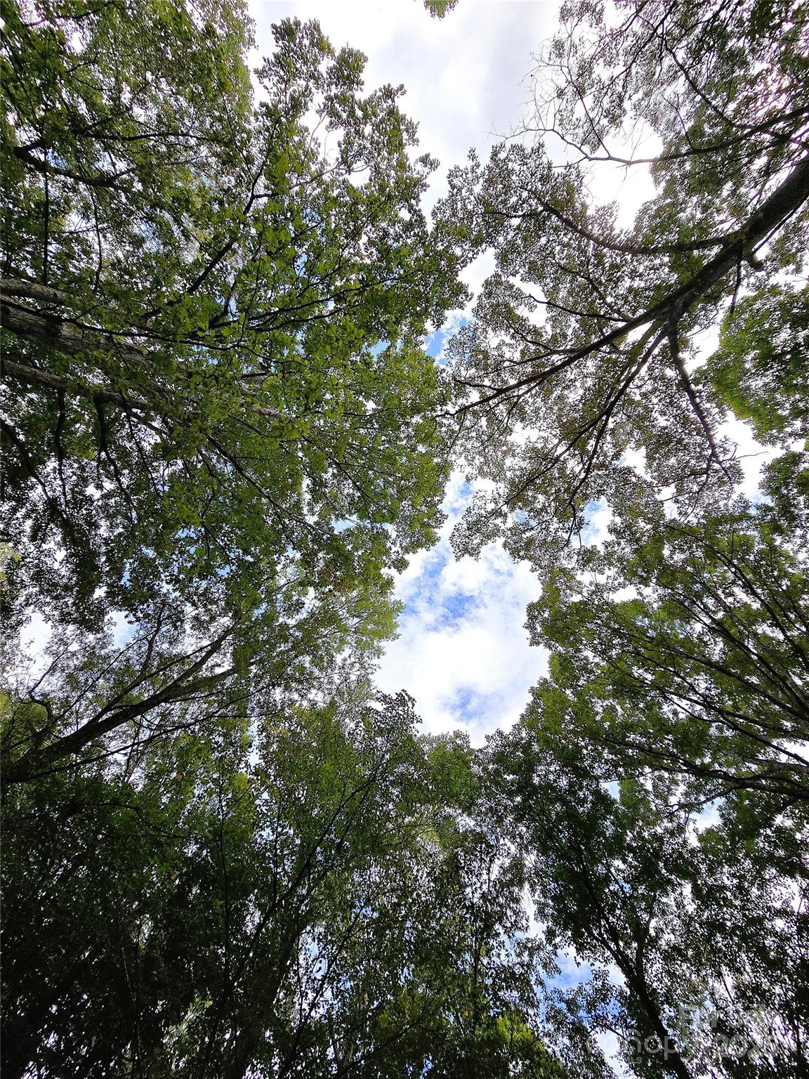 0 Southmont Road Iron Station, NC 28080 - Photo 15 of 19 a picture of tree